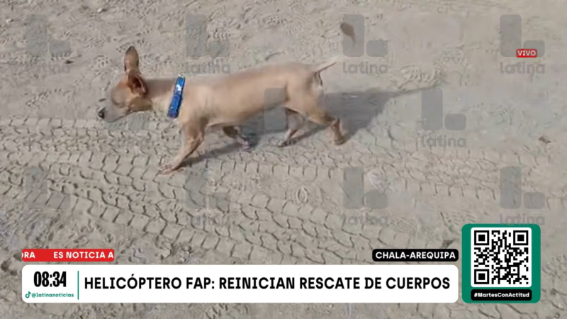 Cachorro sobrevive à queda de helicóptero que matou 15 no Peru e fica ao lado do corpo do dono