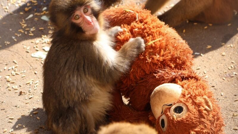 ‘Consequência da falta da mãe’: especialista em animais silvestres explica comportamento do filhote Punch e dos macacos que o rejeitaram