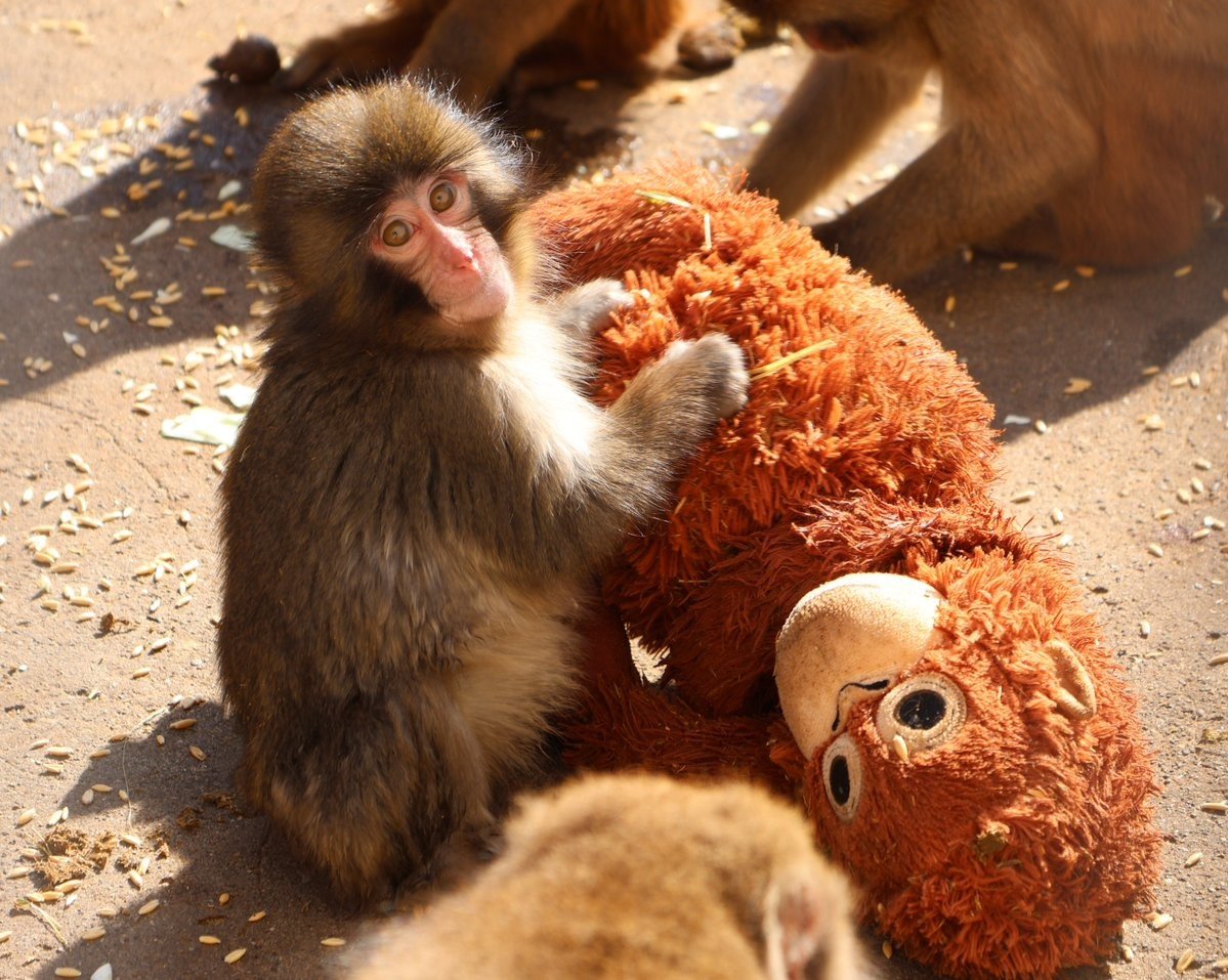 ‘Consequência da falta da mãe’: especialista em animais silvestres explica comportamento do filhote Punch e dos macacos que o rejeitaram