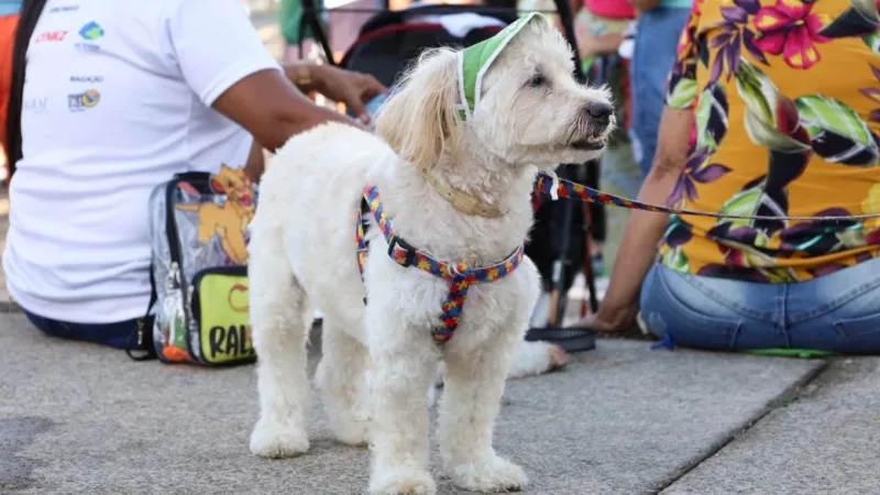 ‘Cãominhada’ reúne tutores e pets no Parque da Ilha, em Divinópolis; veja como participar