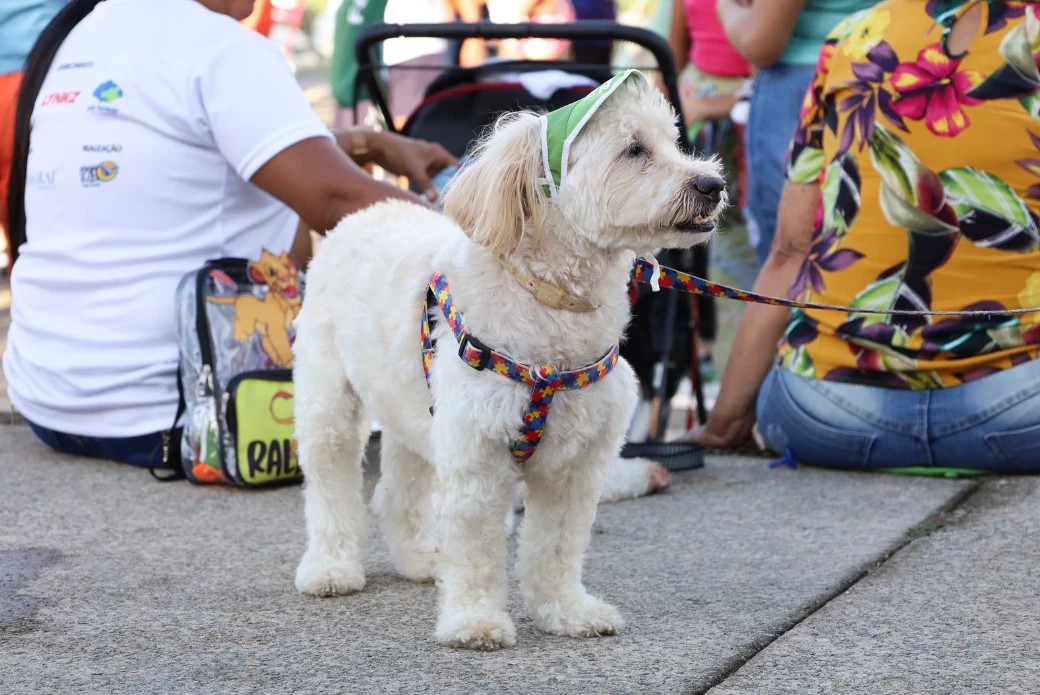 ‘Cãominhada’ reúne tutores e pets no Parque da Ilha, em Divinópolis; veja como participar