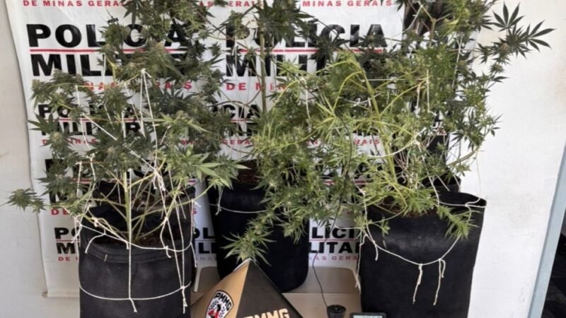 Estufa de maconha é encontrada durante buscas por foragido em Itapecerica