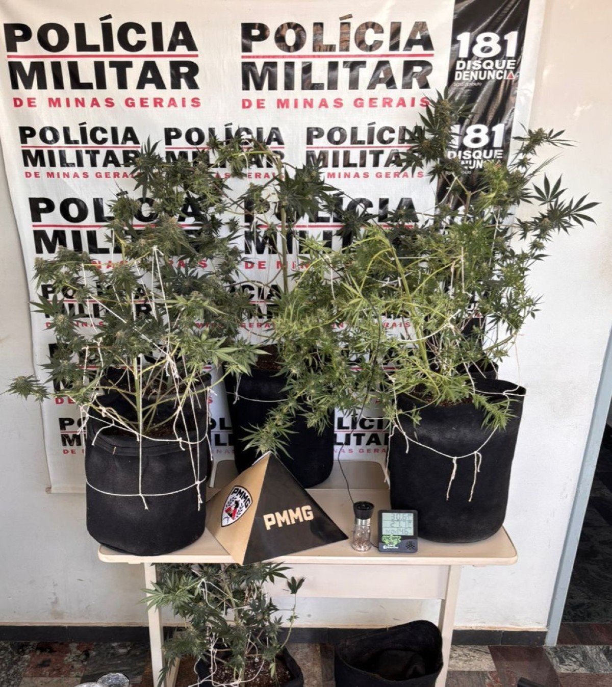 Estufa de maconha é encontrada durante buscas por foragido em Itapecerica
