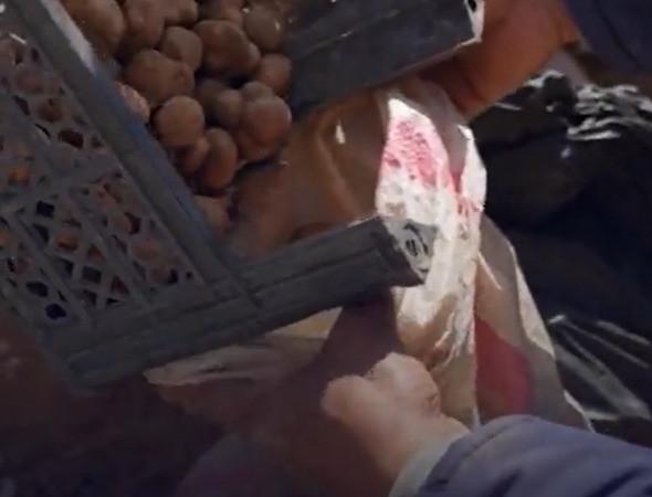 ‘Iguarias banhadas em sangue’: caçadores de trufas arriscam a vida em meio a minas terrestres na Síria