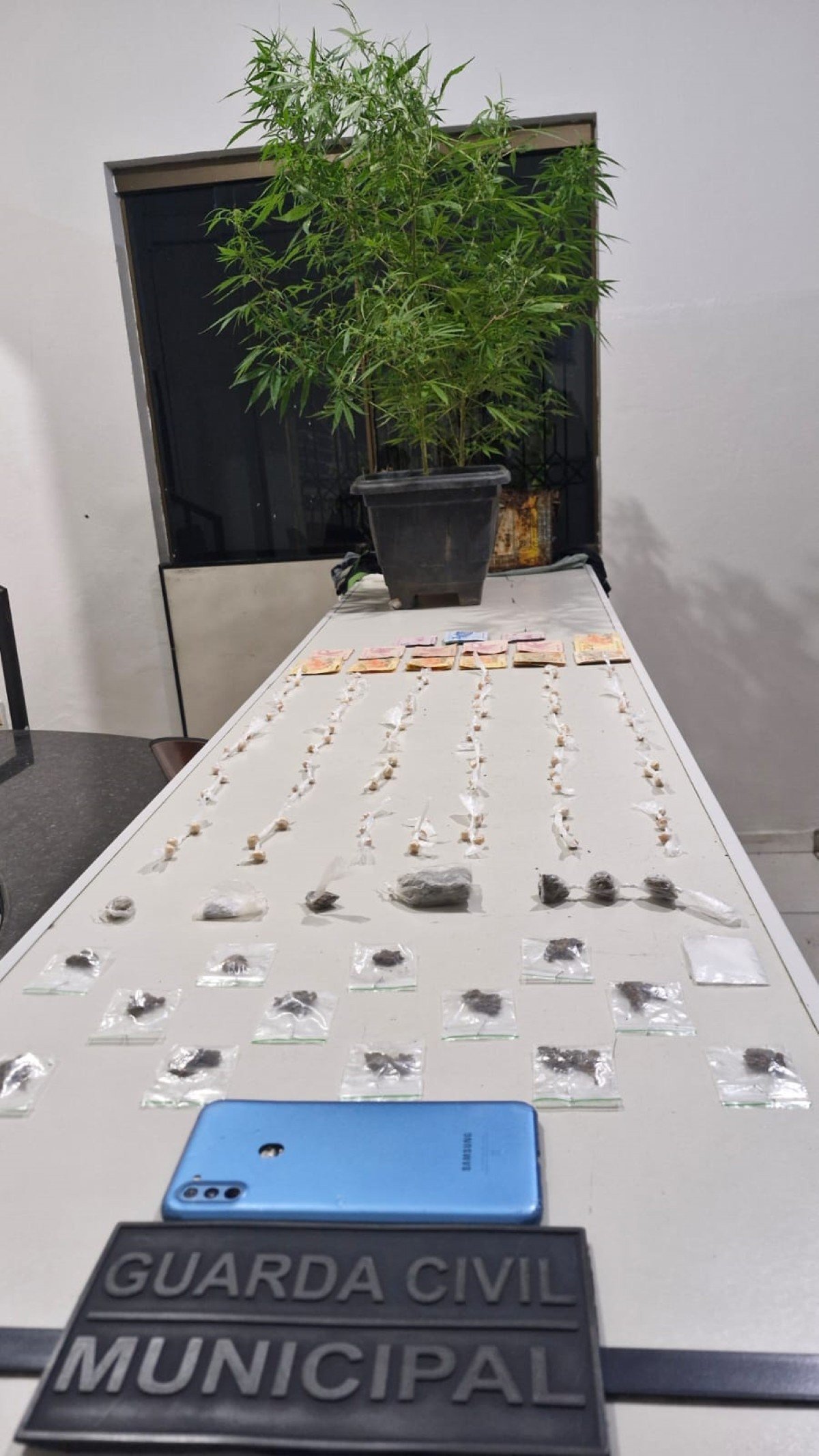Adolescentes são apreendidos com pés de maconha cultivados em apartamento de Nova Serrana