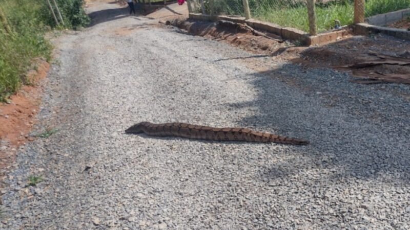 Jiboia de 2 metros é resgatada em quintal de sítio em Arcos