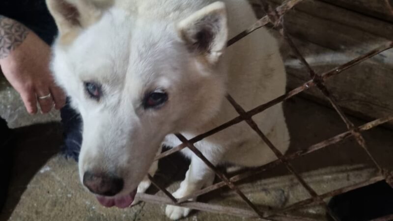 Cachorro fica com a cabeça agarrada nas grades de portão e é resgatado em MG