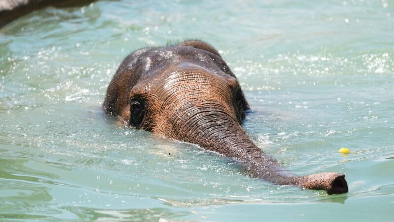 Onda de calor avança pelos EUA e coloca cerca de 70 milhões de pessoas sob alerta