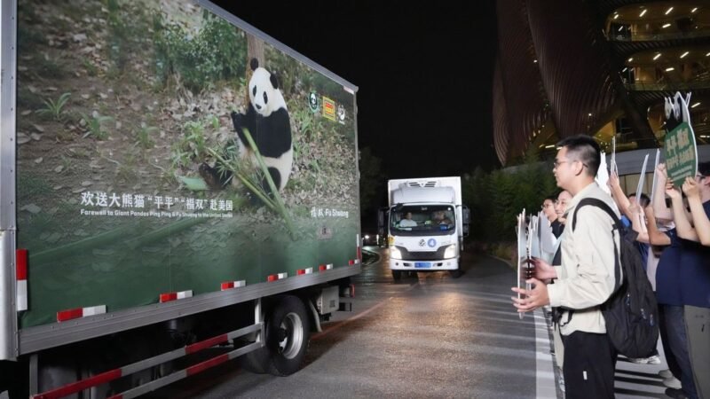 ‘Diplomacia do Panda’: Após encontro de Xi e Trump, China envia dois pandas-gigantes para zoológico nos EUA