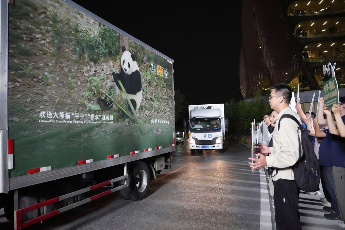 ‘Diplomacia do Panda’: Após encontro de Xi e Trump, China envia dois pandas-gigantes para zoológico nos EUA