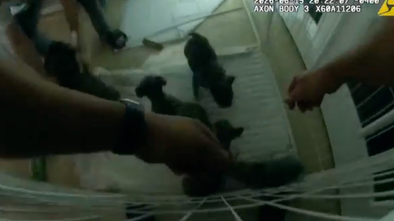 Câmera corporal filma policiais salvando filhotes de casa em chamas nos EUA; veja vídeo