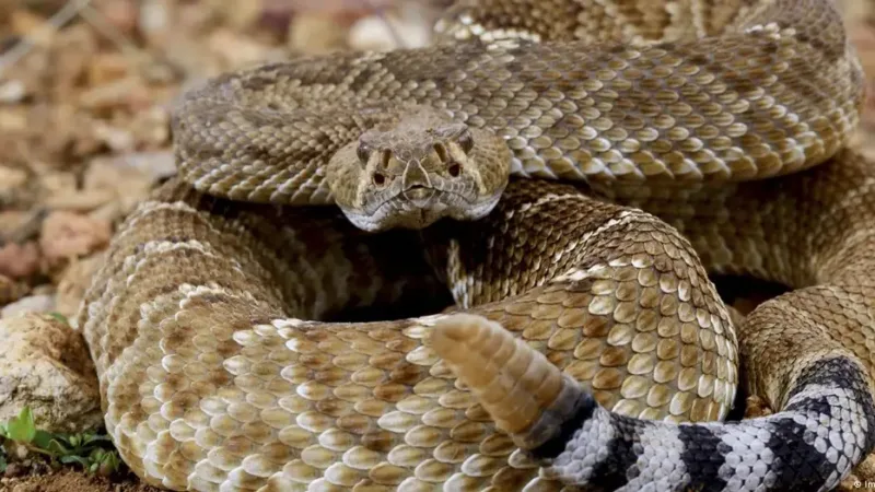 Mexicano é preso em aeroporto na Alemanha com 37 cobras venenosas na bagagem