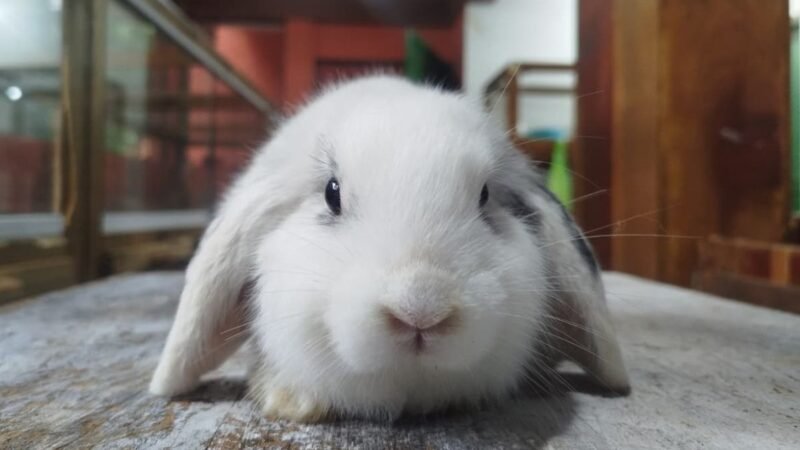Fofinhos? Cidade na Itália vai transferir coelhos invasores de cemitério após reclamações de parentes de falecidos